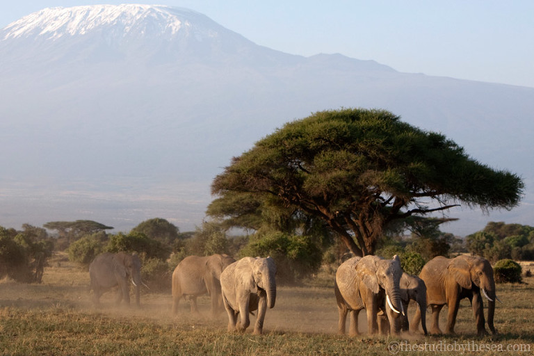 elephants in front of Mt. Kilimanjaro