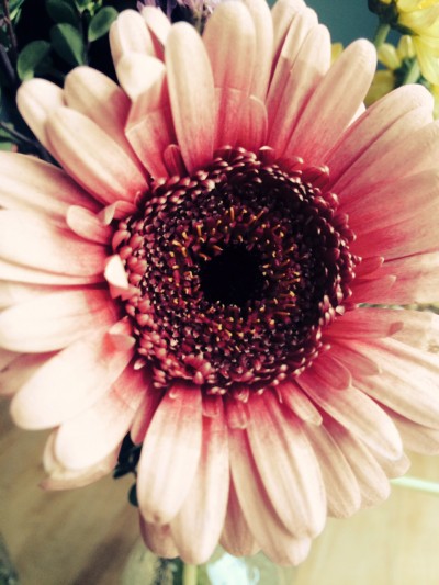 Closeup of a Gerbera daisy