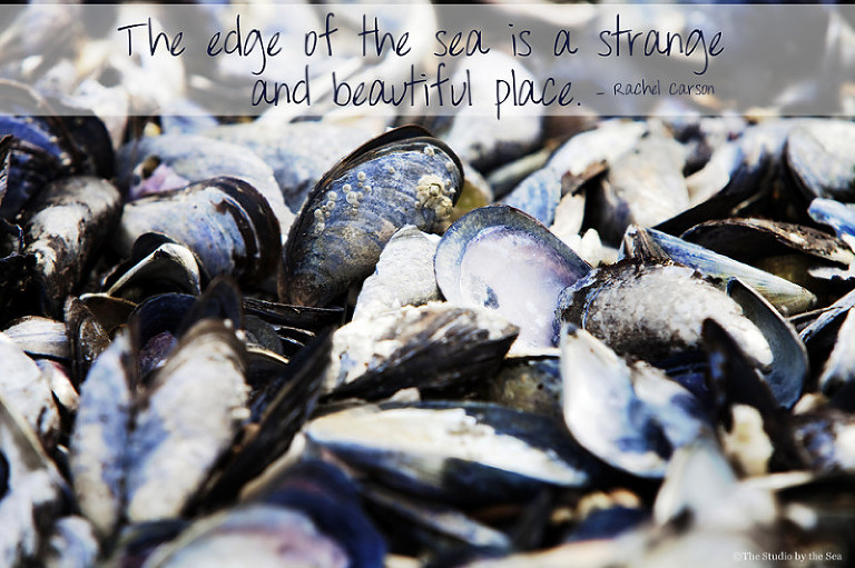 mussel shells on shore