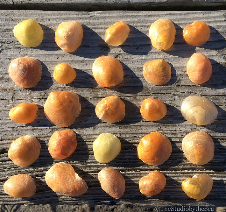 jingle shells laid out