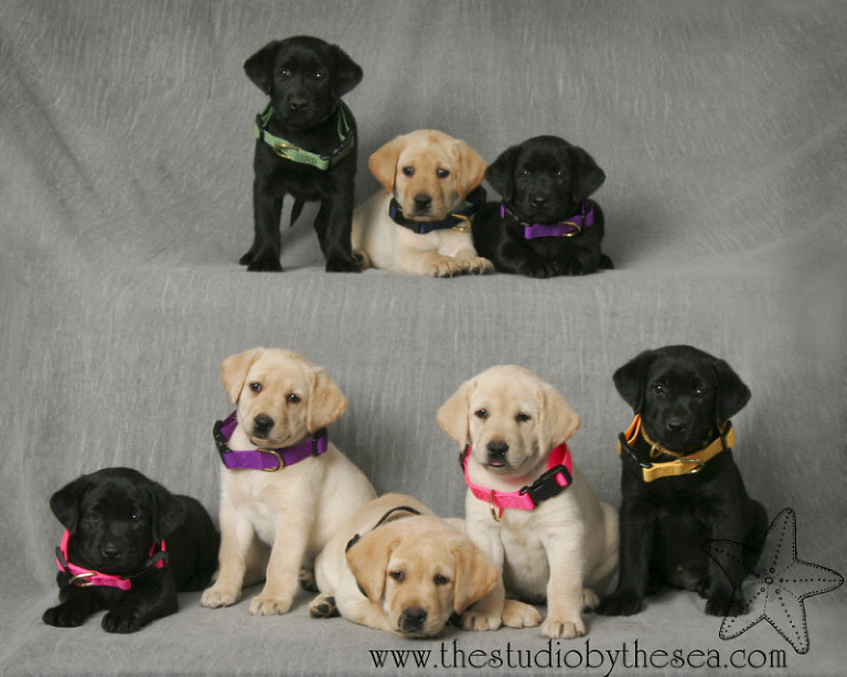 labpuppies06_w
