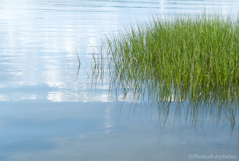 beach grass in calm water