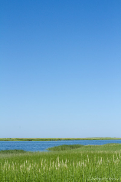 beach grass and sky