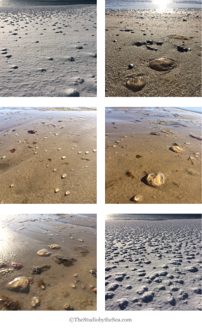 jellies and snow on the beach