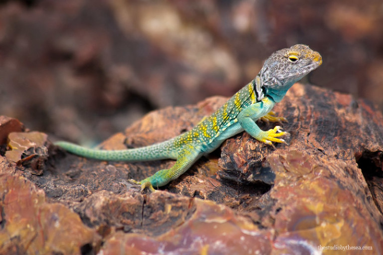 Eastern Collared Lizard Petrified Forest