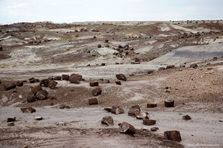 Petrified logs at the Petrified Forest