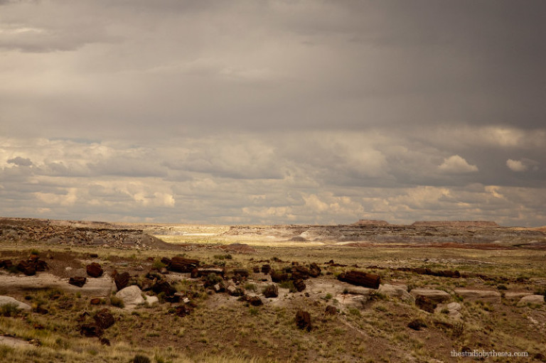 Overview of petrified logs at the Petrified Forest