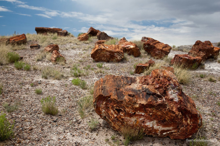 Petrified logs at the Petrified Forest