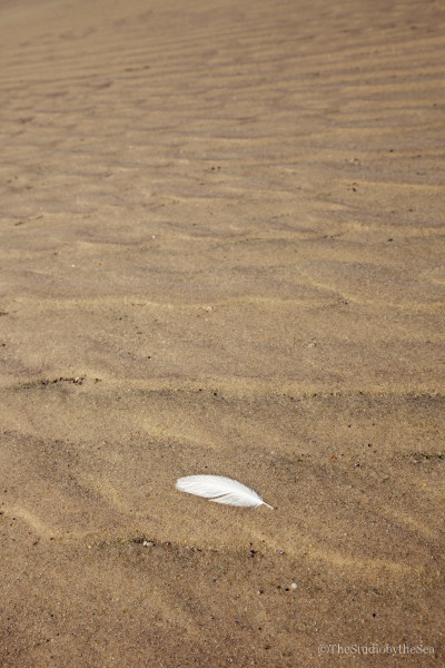 a feather floating on the low tide sand