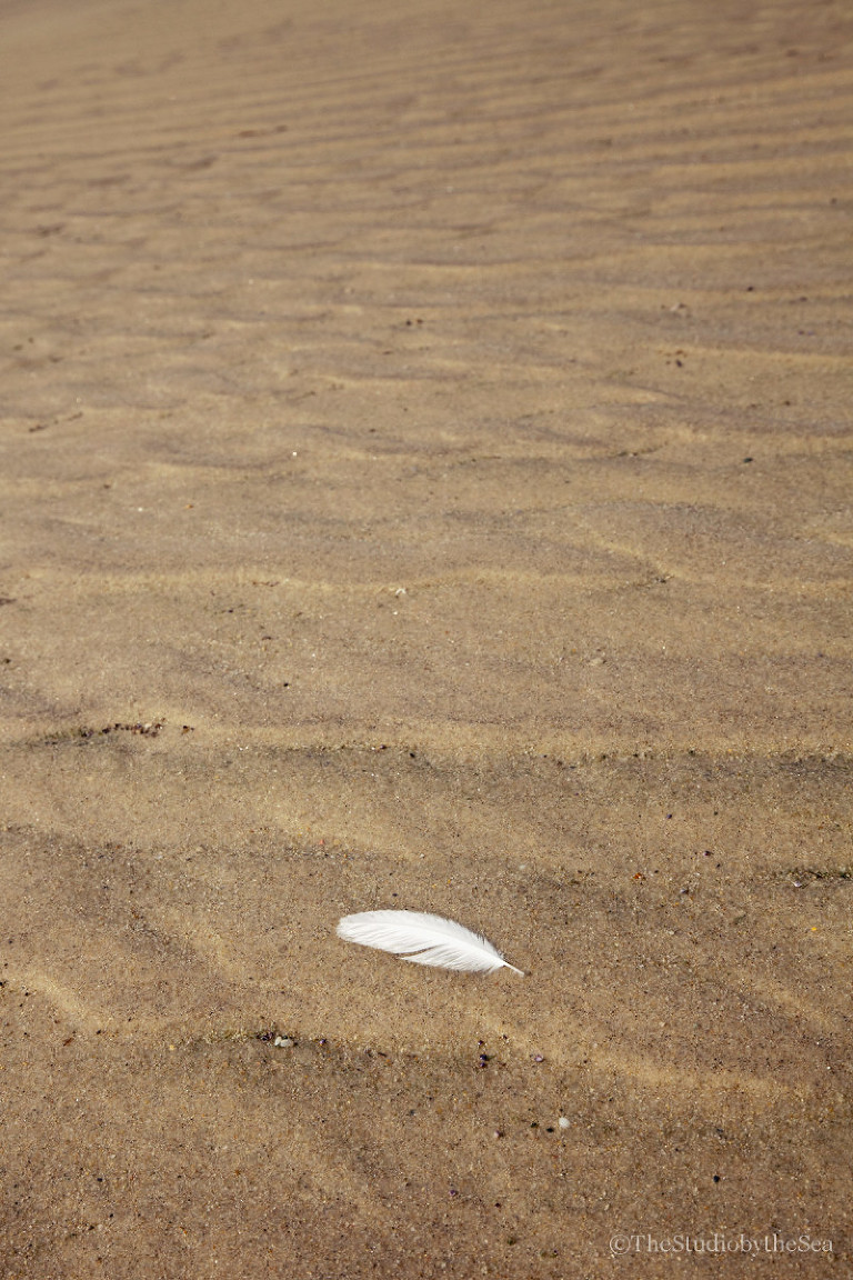 a feather floating on the low tide sand 
