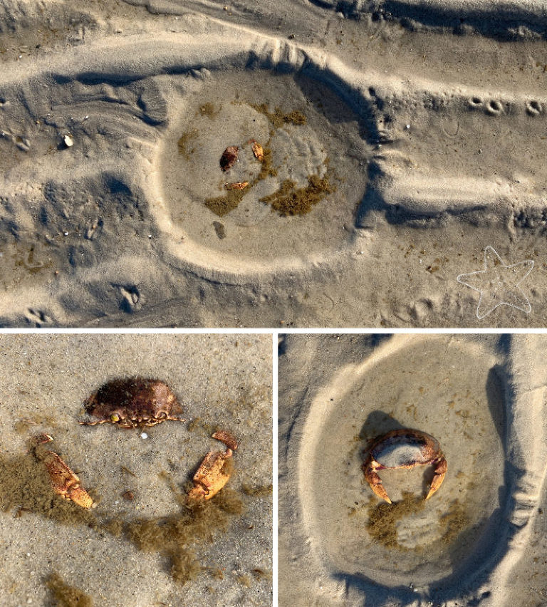 collage of images of Speckled Crab buried in sand at low tide