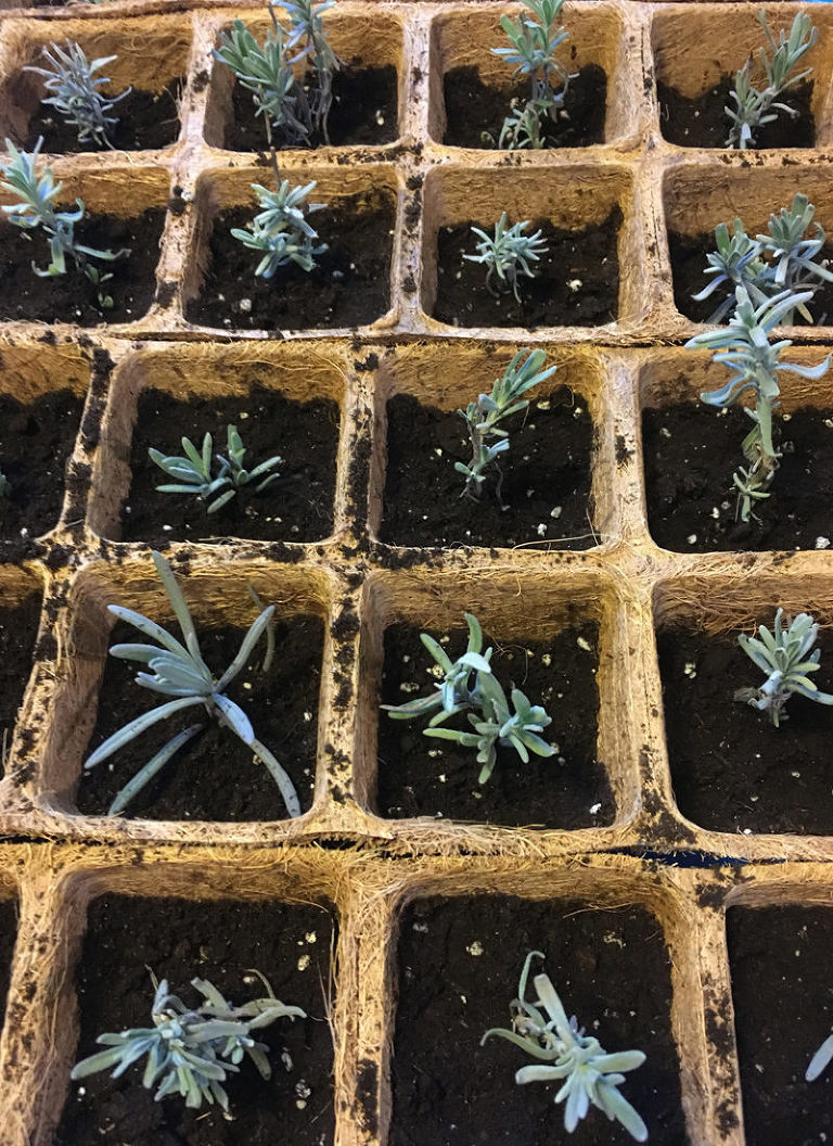 many tiny lavender plants in peat pot