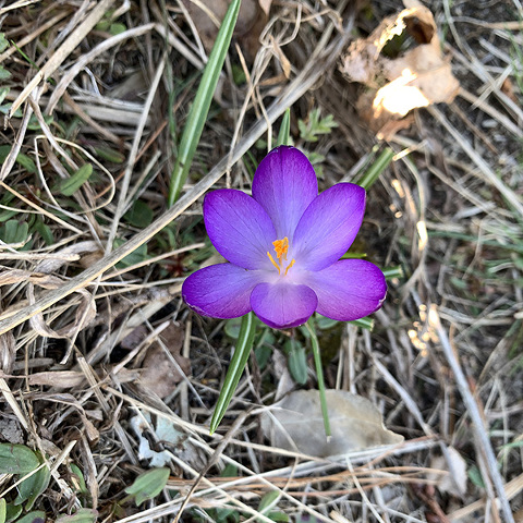 purple crocus flower in dead grass