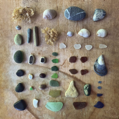 collection of beach finds in a square including shells, rocks and seaglass