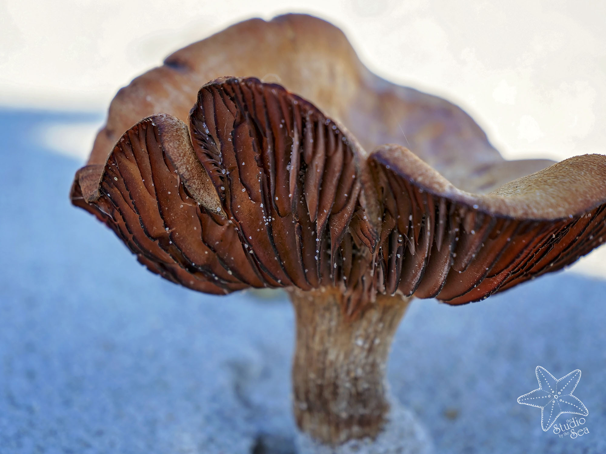 autumn meanderings
